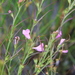 Agalinis purpurea parviflora - Photo (c) KillbearPP,  זכויות יוצרים חלקיות (CC BY-NC), uploaded by KillbearPP