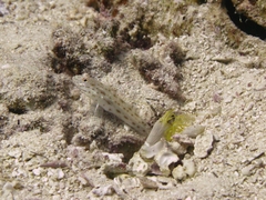 Ctenogobiops crocineus