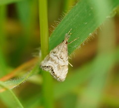Glaucocharis dilatella