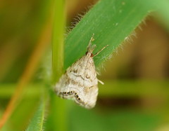 Glaucocharis dilatella