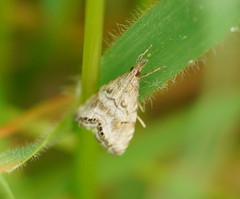 Glaucocharis dilatella