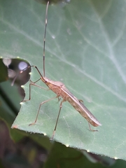 Leptocorisa