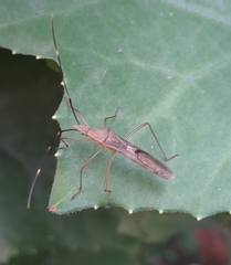 Leptocorisa