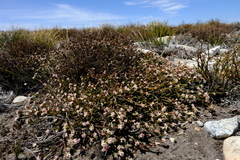 Lachnaea laniflora