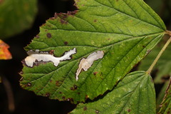 Coptotriche marginea