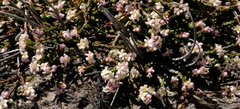 Lachnaea laniflora