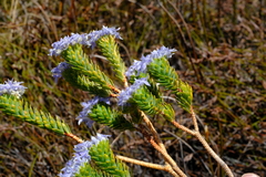Lachnaea pomposa