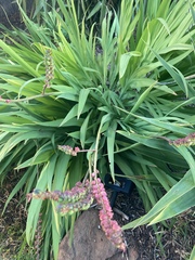 Chasmanthe floribunda