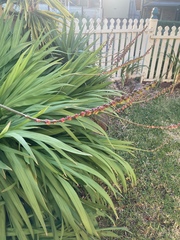 Chasmanthe floribunda