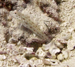Ctenogobiops crocineus