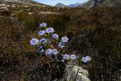 Lachnaea pomposa