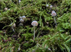 Mycena supina