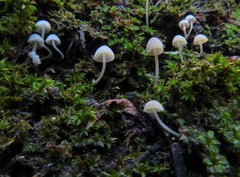 Mycena supina