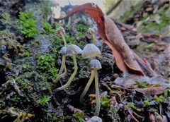 Mycena supina