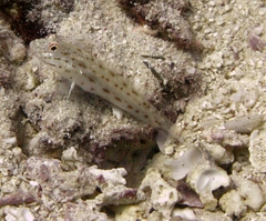Ctenogobiops crocineus