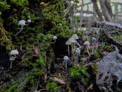 Mycena supina