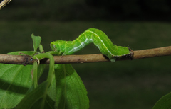 Philereme transversata