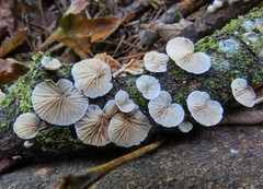 Crepidotus cesatii