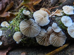 Crepidotus cesatii