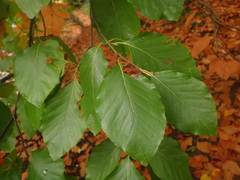 Fagus sylvatica