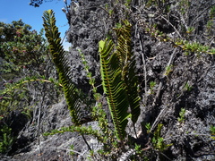 Polypodium pellucidum vulcanicum