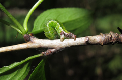 Philereme transversata