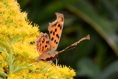 Polygonia c-aureum
