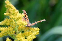 Polygonia c-aureum