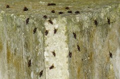 Hydrotaea chalcogaster