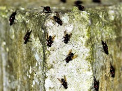 Hydrotaea chalcogaster