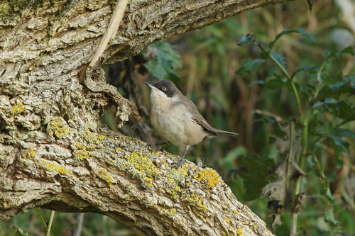 Western Orphean Warbler (Curruca hortensis), photo 7