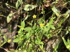 Hypericum mutilum mutilum