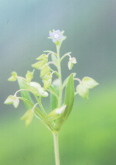 Veronica intercedens