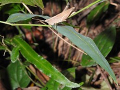 Phlaeoba antennata