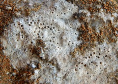 Bagliettoa calciseda