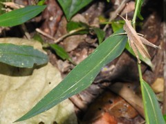 Phlaeoba antennata