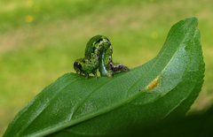 Philereme transversata