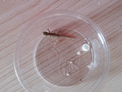 Alsophylax pipiens