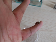 Alsophylax pipiens