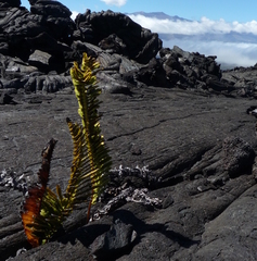 Polypodium pellucidum vulcanicum