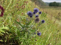 Echinops tataricus