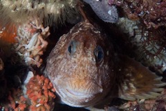 Parablennius cornutus