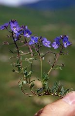 Veronica fuhsii