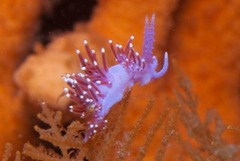 Paraflabellina funeka