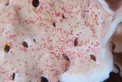 Adeonellopsis