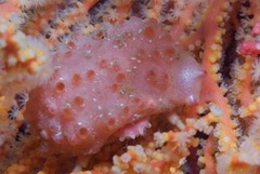 Pseudodromia rotunda