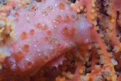 Pseudodromia rotunda