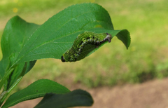 Philereme transversata