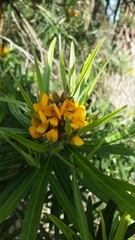 Callistachys lanceolata