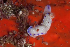 Hypselodoris capensis